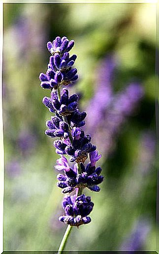 Lavender oil to remove odor from the feet