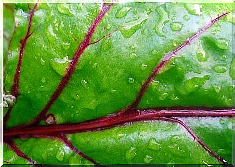 beetroot green leaves